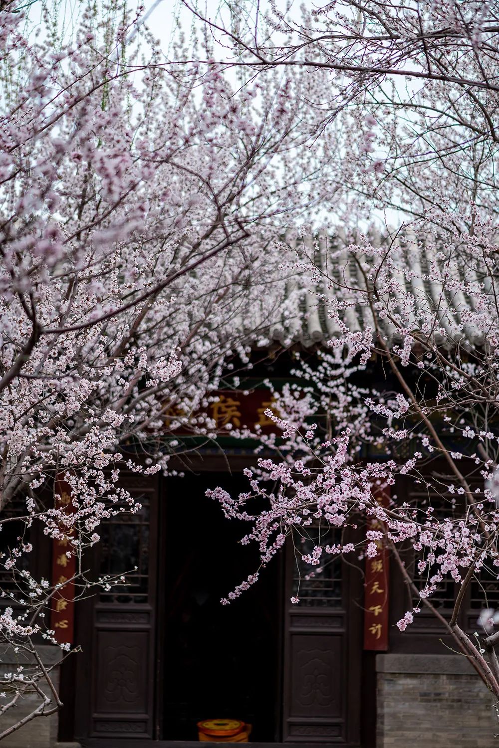 白马关桃花图片