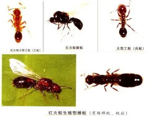 一只小小的蚂蚁为何惊动九部门联合防控