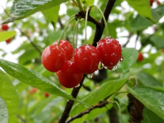 毕节九洞天樱桃成熟了