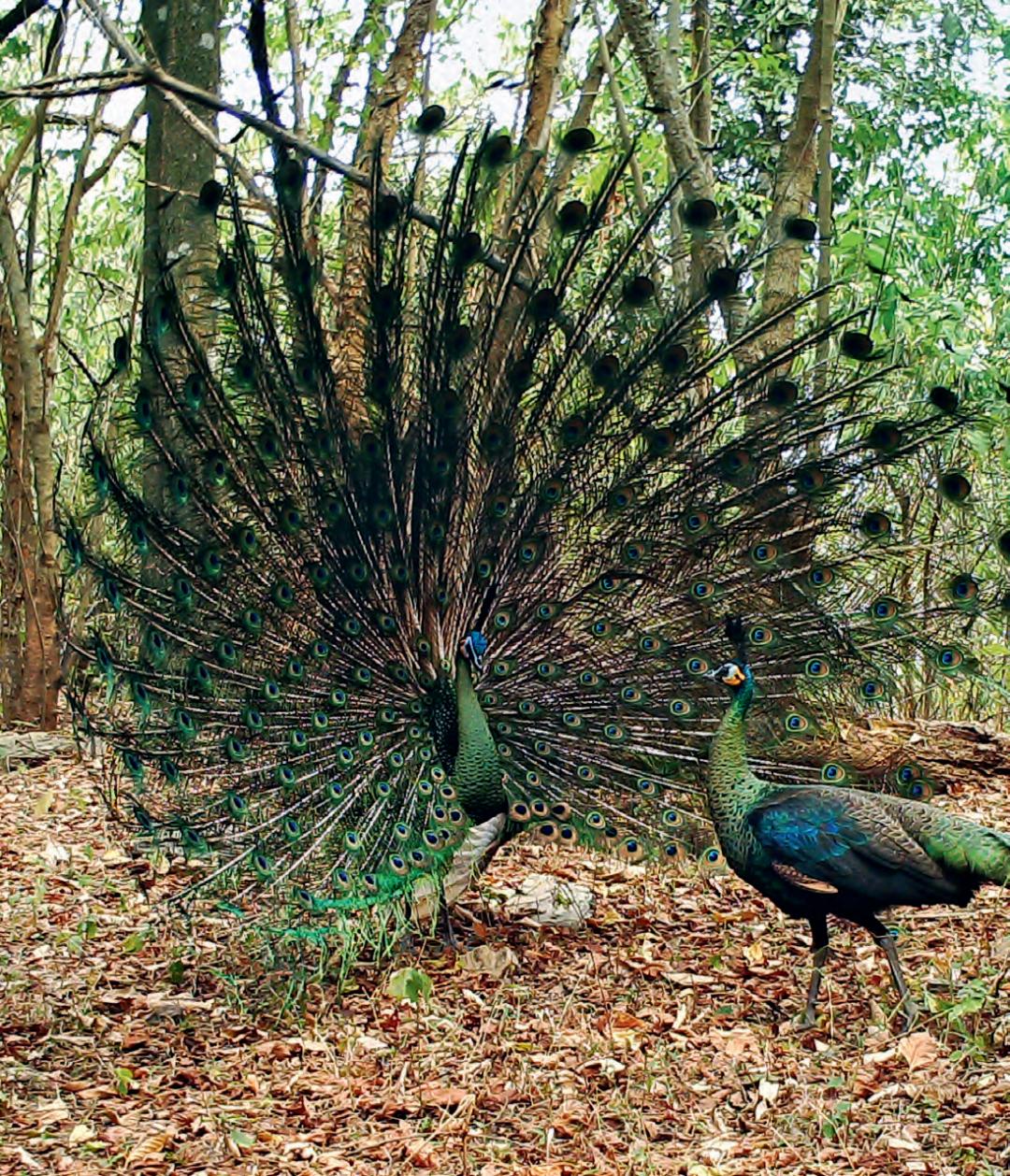 阜新孔雀园——美丽漂亮的绿孔雀 - 中国自然保护区生物标本资源共享平台