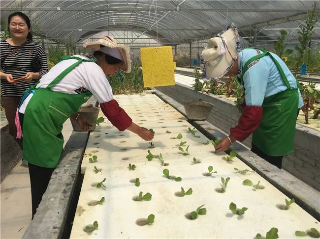 魚菜共生智能系統是將水產養殖與水耕栽培兩種原本完全不同的技術