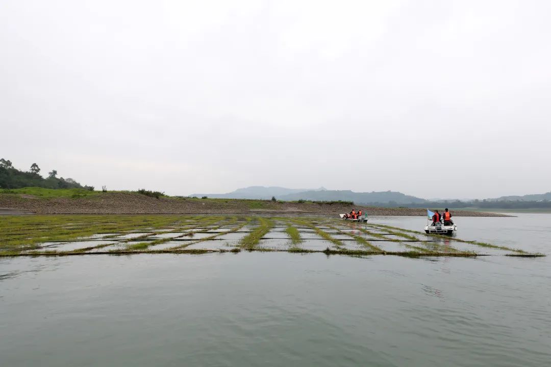 住有所居、病有所养——这里的鱼儿成了“鱼生赢家”