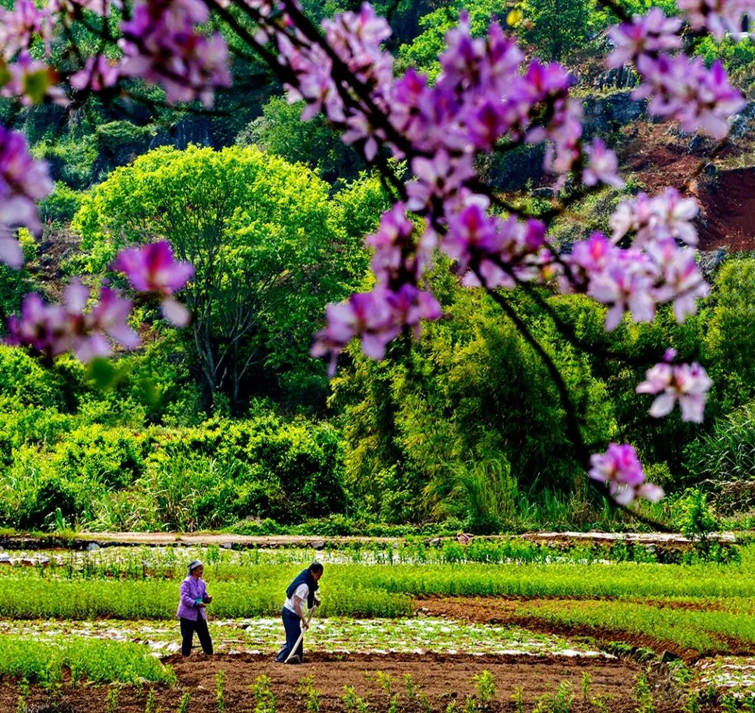 美到勾起乡愁一组如诗如画的河源春景图带你穿越到儿时的故乡
