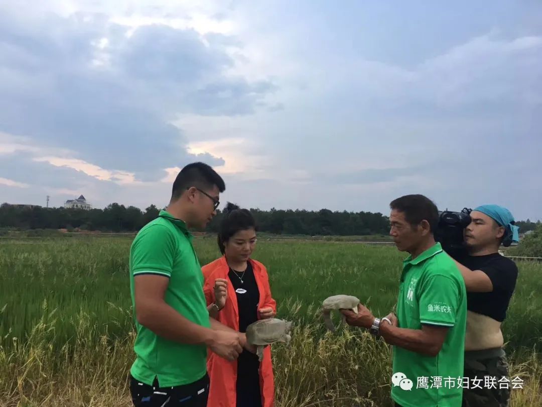 致富经甲鱼_致富经甲鱼养殖视频_甲鱼致富经