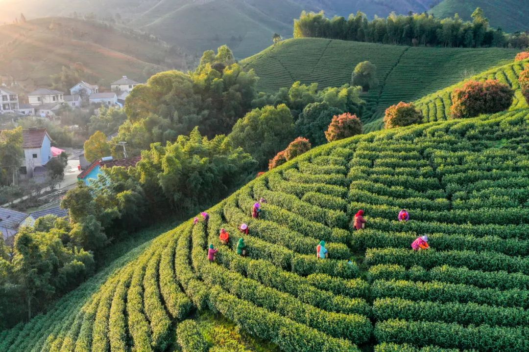 一片春茶从茶园到桌上他们全程呵护