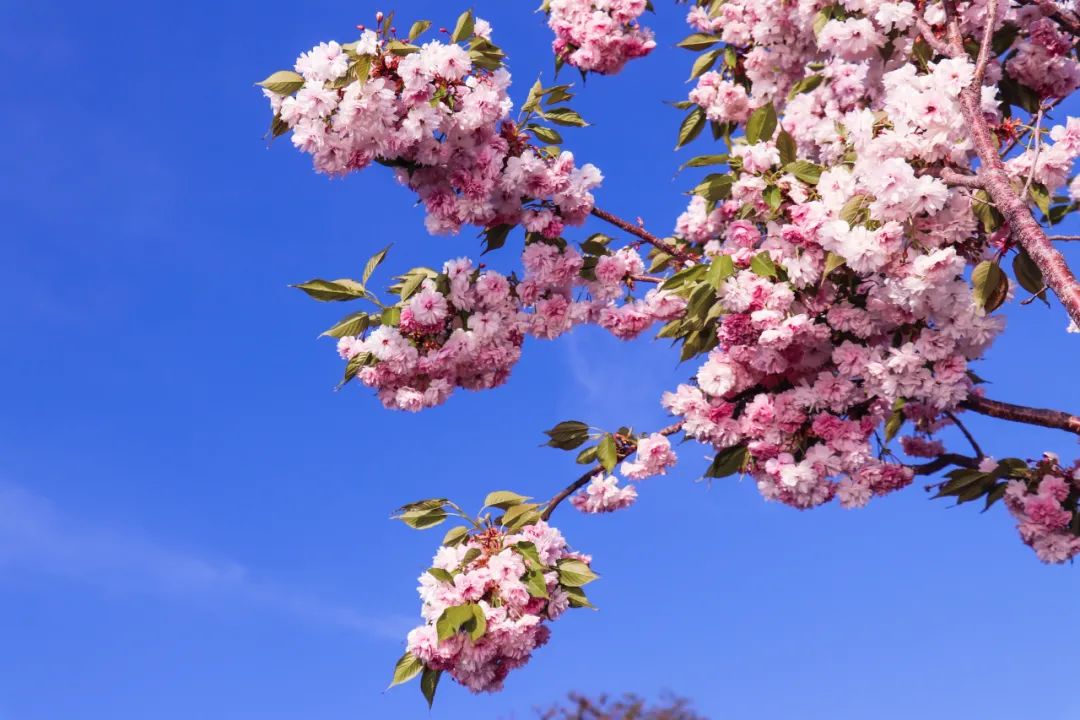 水川樱花节丨春暖花开 樱 你而来