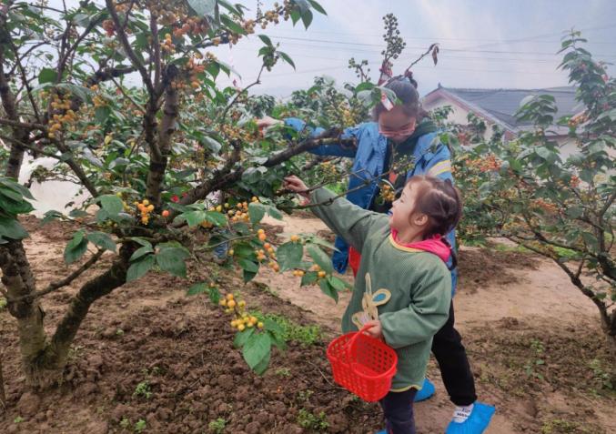 随着樱桃步入成熟季,带上家中小朋友游山玩水,体验摘果乐趣也被列入