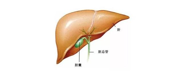 让胆囊癌不再成为健康的杀手 湃客 澎湃新闻 The Paper