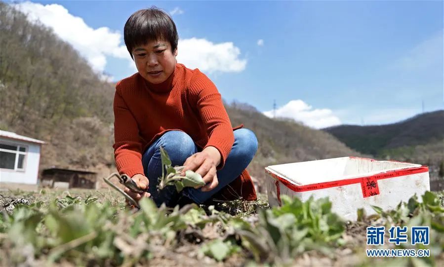 还有满地疯长的狗狗秧,具有清肝滋阴,利尿解毒之功效.