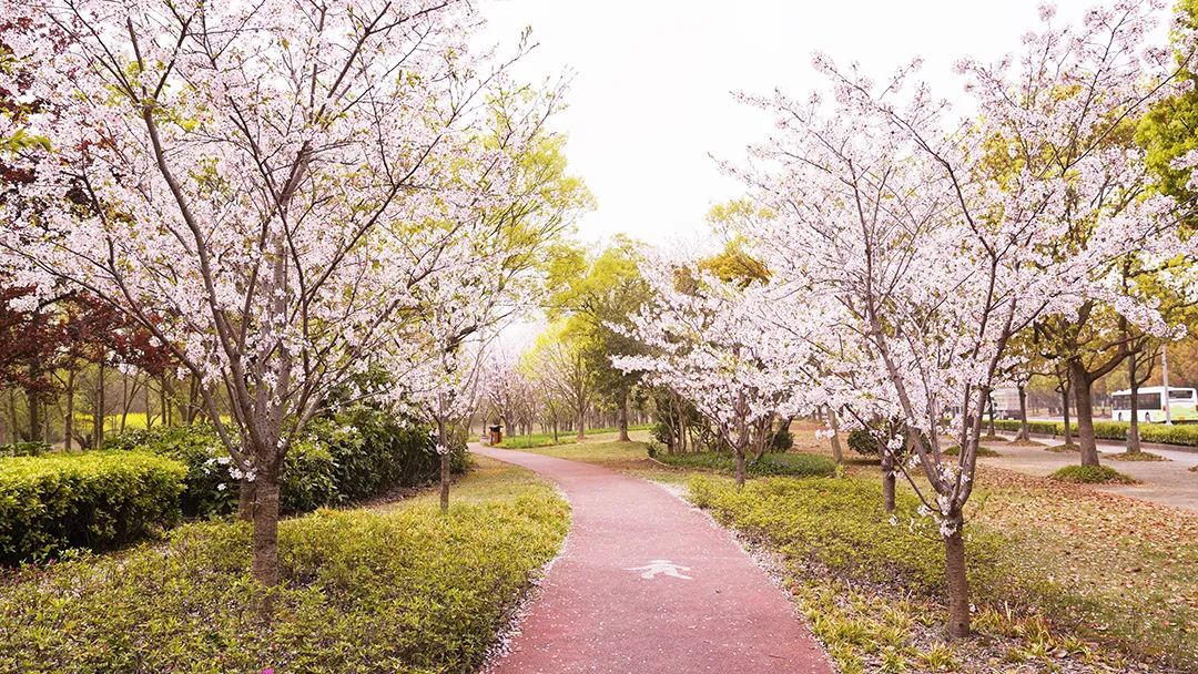 绝美诗意手机壁纸自取.