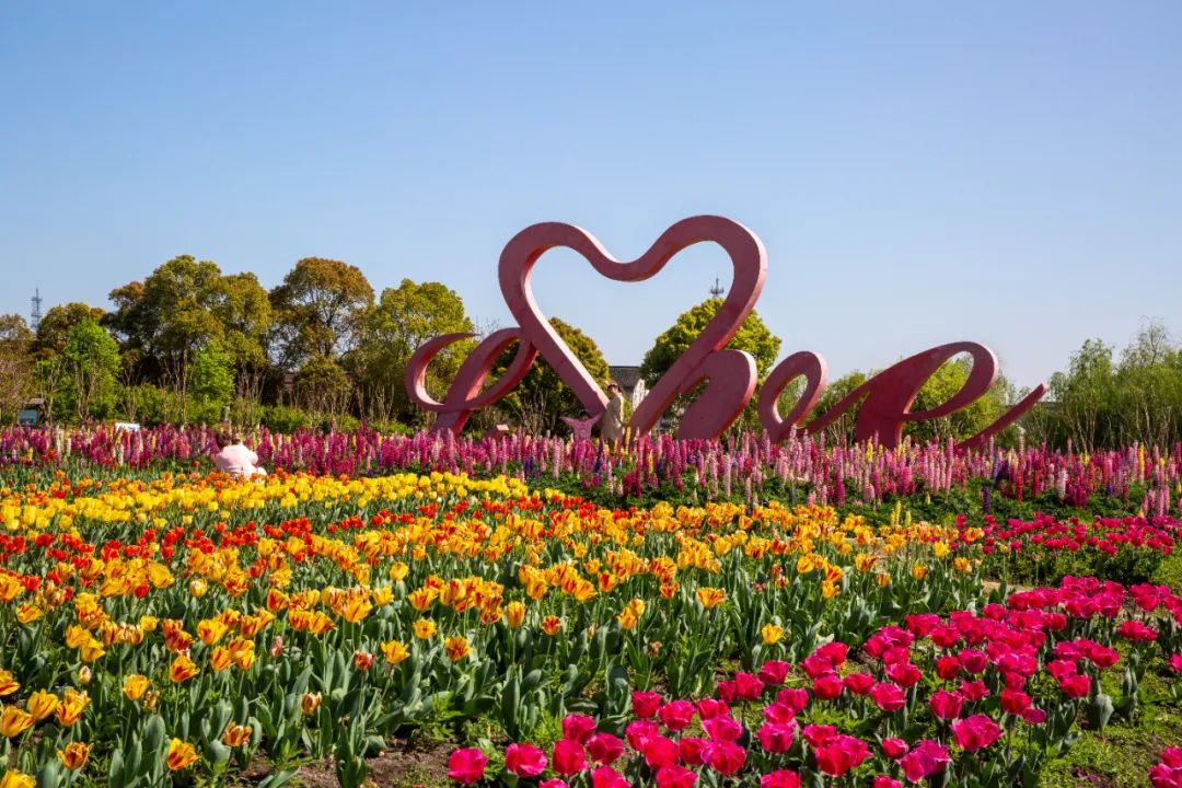 真花的海洋周浦花海进入盛花期50万株郁金香花期将持续到本月20日