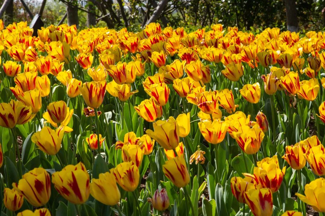 真花的海洋周浦花海进入盛花期50万株郁金香花期将持续到本月20日