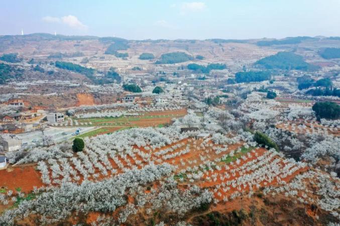 龙街镇龙河村樱桃林迎来了一年中的最美时节,11000余亩樱桃花竞相绽放