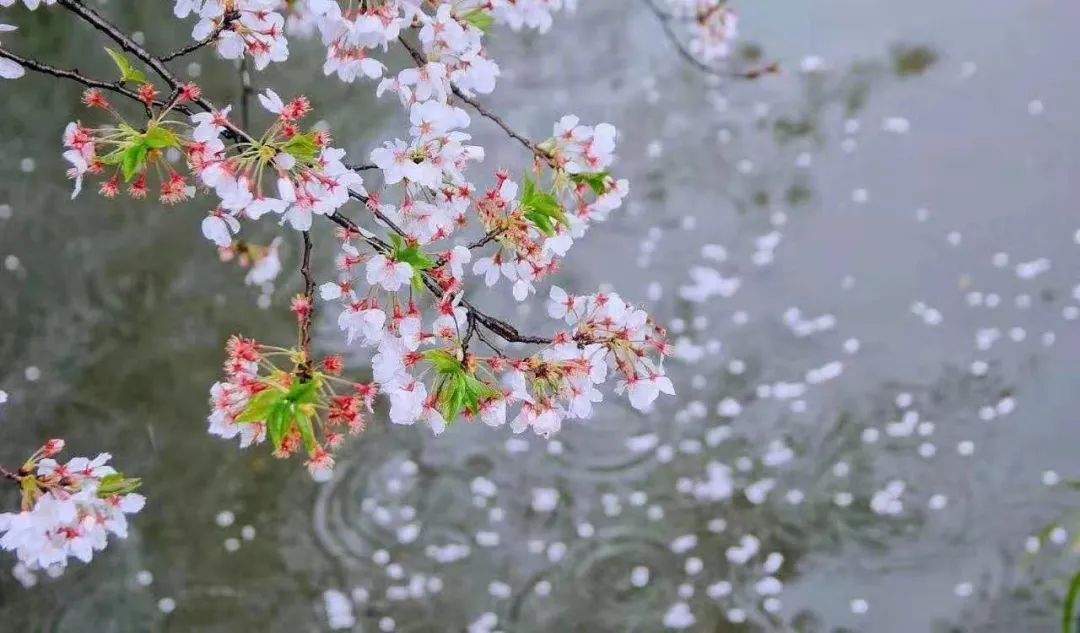 當春風再次吹起時,曼妙的櫻花瓣片就開始飛舞零落,徐徐灑落,繽紛滿地.