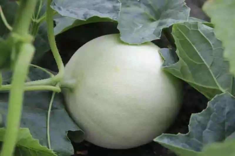 吃瓜选手金山首批蜜天下甜瓜上市皮薄肉厚甜到醉