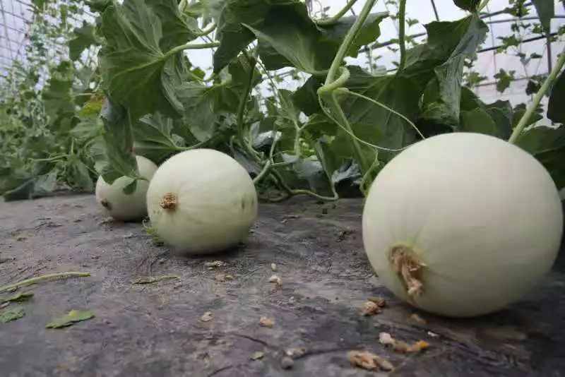 吃瓜选手金山首批蜜天下甜瓜上市皮薄肉厚甜到醉