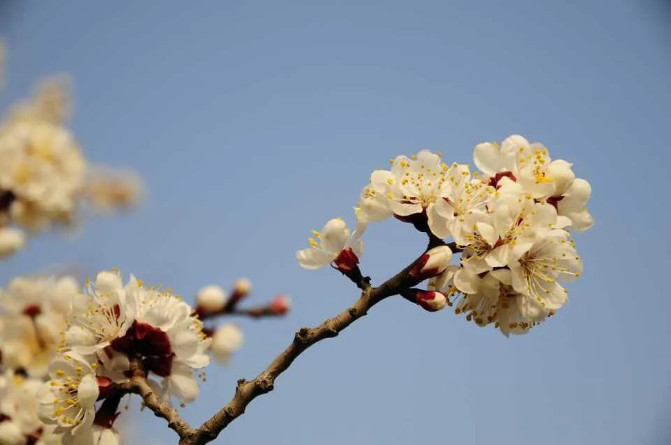 约起来 4月16日至日 呼和浩特乌素图杏花节即将举办