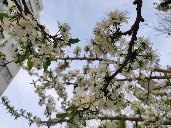 西梅树开花图片图片