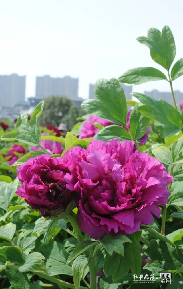 看咱菏泽的牡丹花