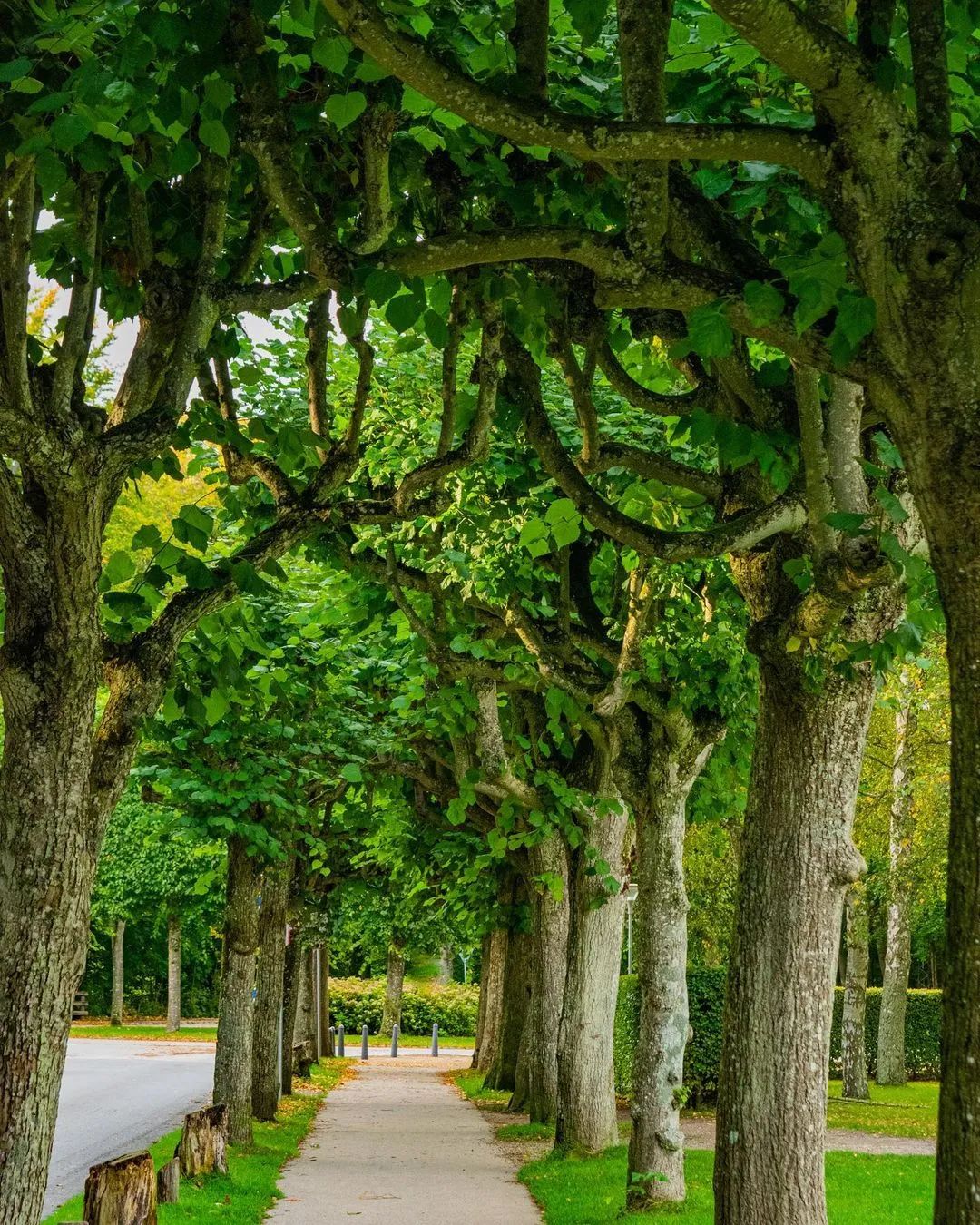 丹麦给你点颜色看看