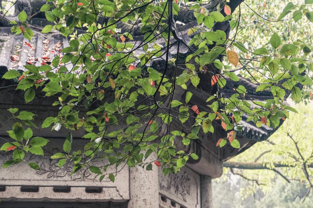 烟雨潇潇图片