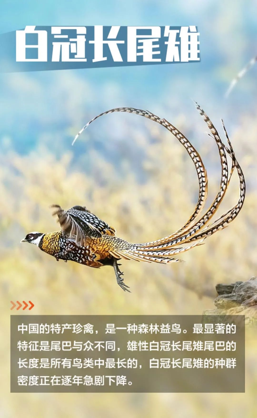 除了大熊猫之外,我国的"国宝级"珍稀动物,定为国际珍稀动物保护日珍稀