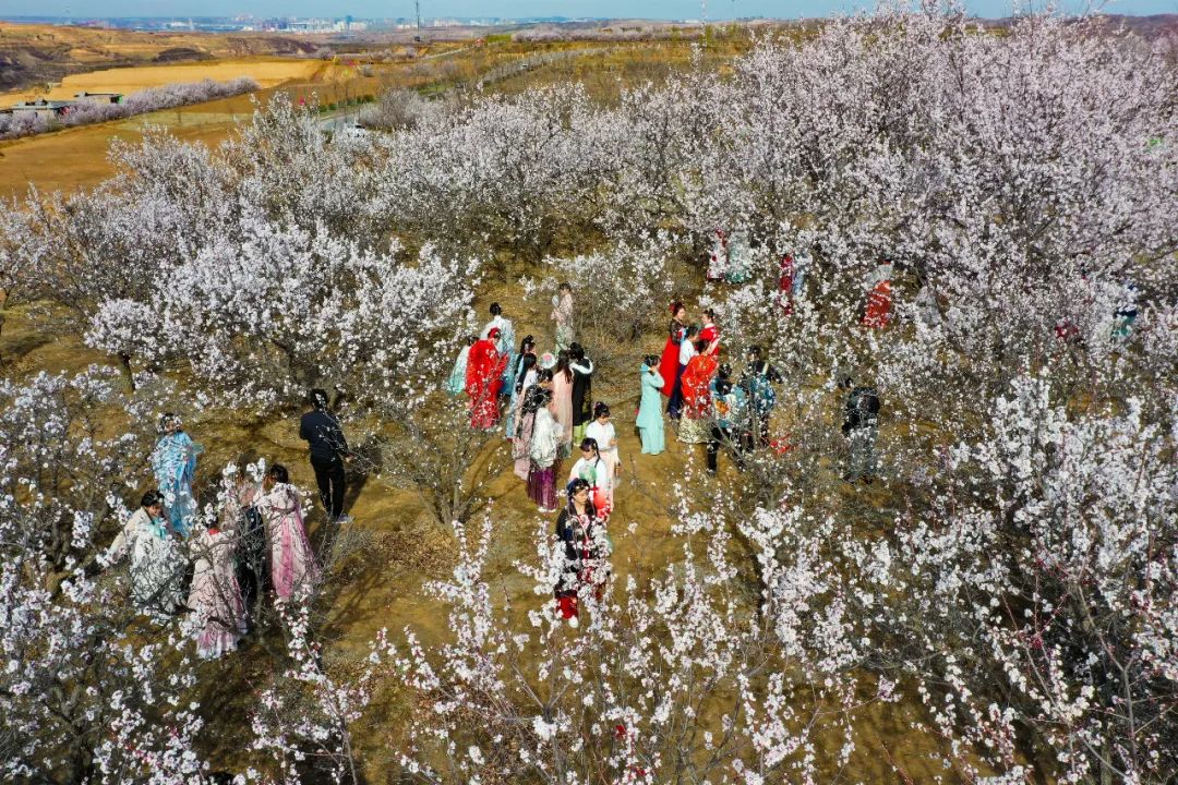 近日,榆阳区南部山区16万亩杏花竞相开放,广大市民和周边百姓相约花海