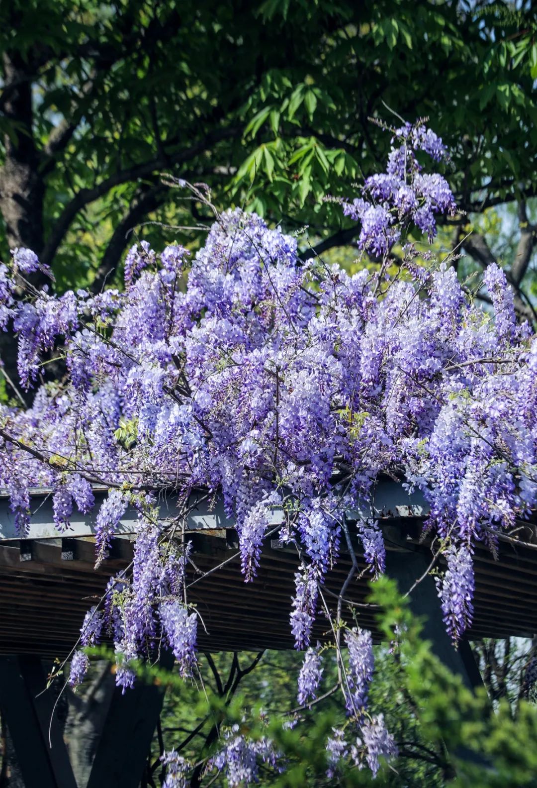 辰山植物園在上海哪裡可以欣賞紫藤呢?