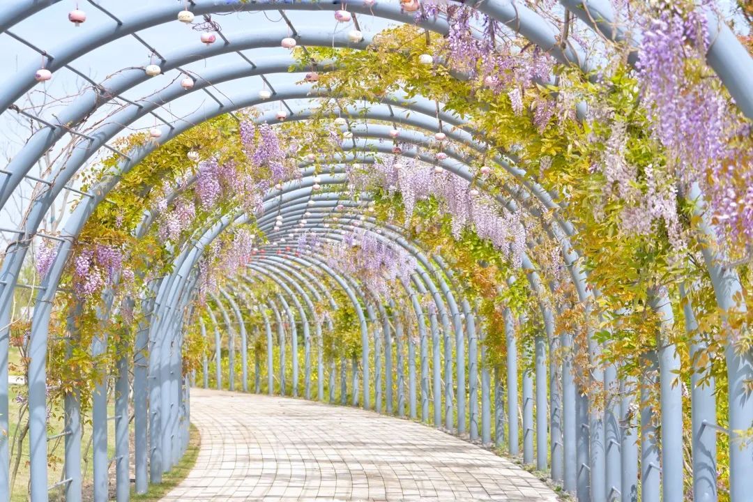 嘉定紫藤长廊图片