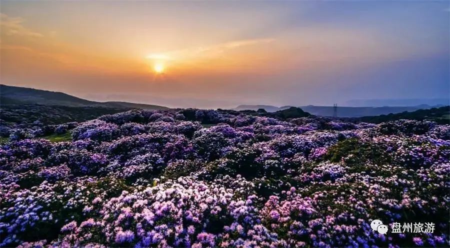当季丨美翻乌蒙大草原花海迎来最佳观赏期