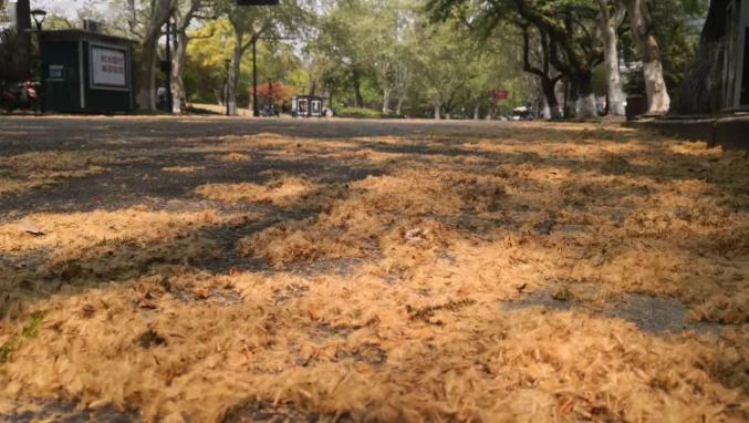 毛毛随之而来每年春季都是悬铃木等树木繁殖的时节承载了一代又一代人