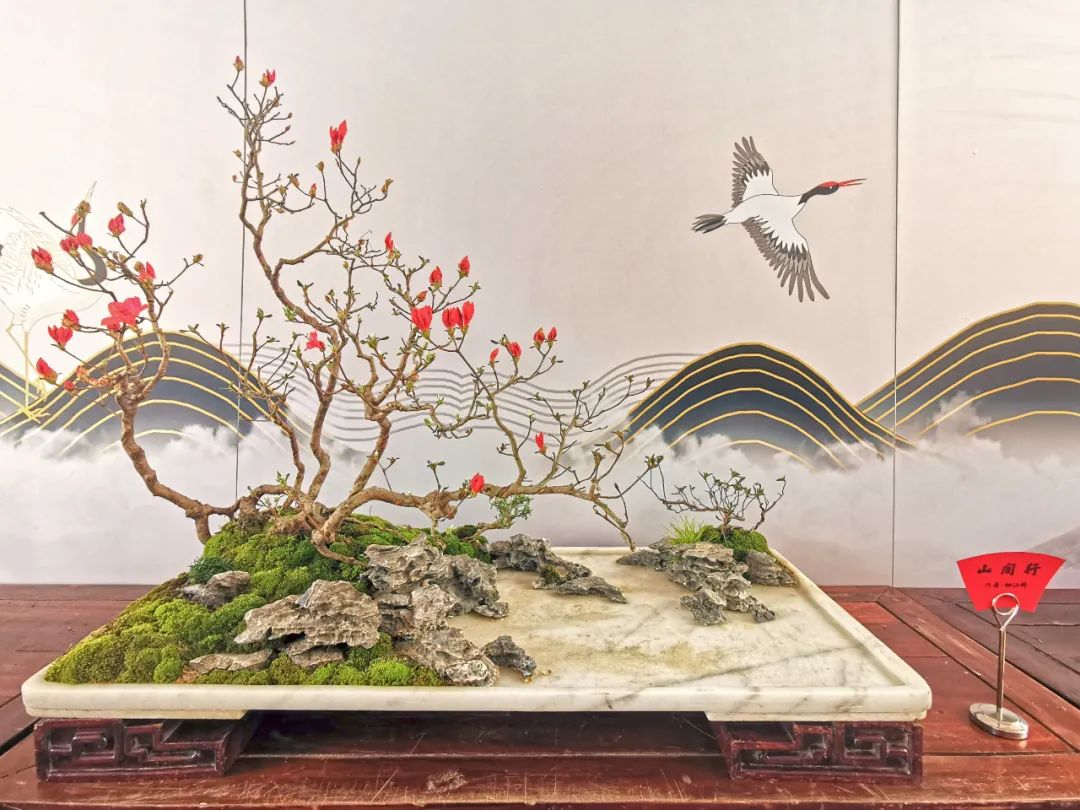 上植君带你看盆景展(六)