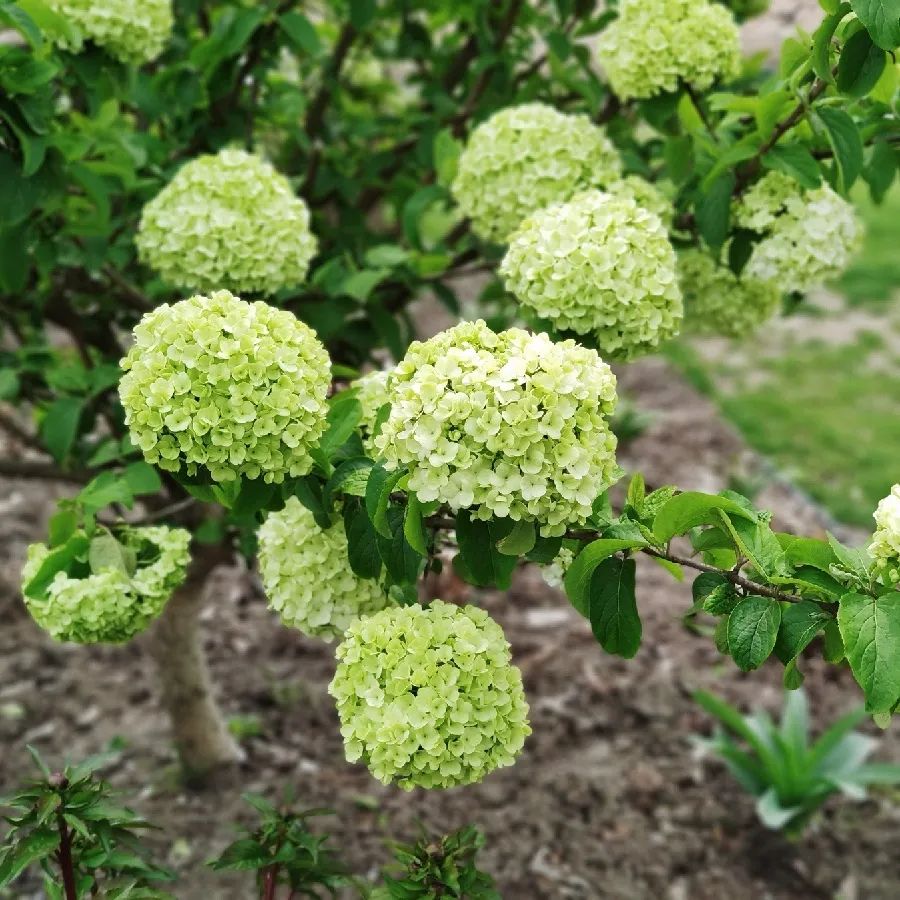 春日寻花木绣球团团开满申城来这些观赏点打卡吧