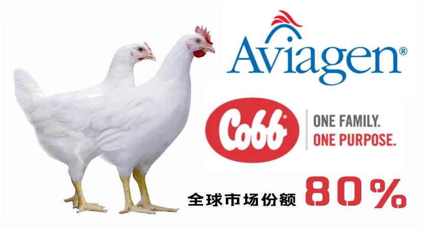 全球使用的白羽肉鸡品种主要有爱拔益加(aa ),罗斯(ross308),哈伯德