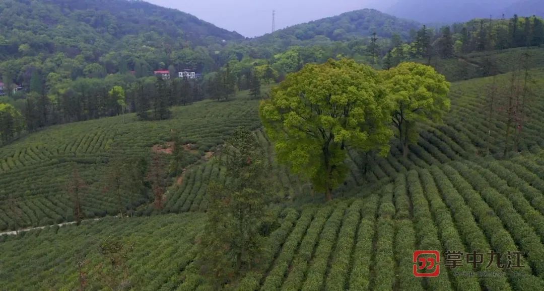 雲霧茶香·航拍廬山茶科所茶場,滿目青翠如入綠野仙蹤