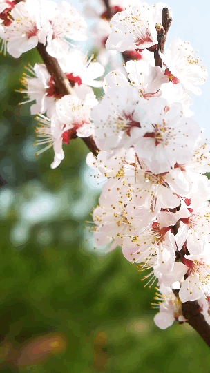 304_540竖版 竖屏gif 动态图 动图