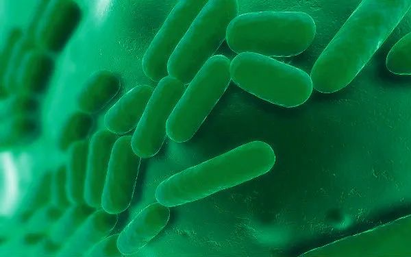 解脲棒状杆菌解脲棒状杆菌来源于蔬菜和肉类.