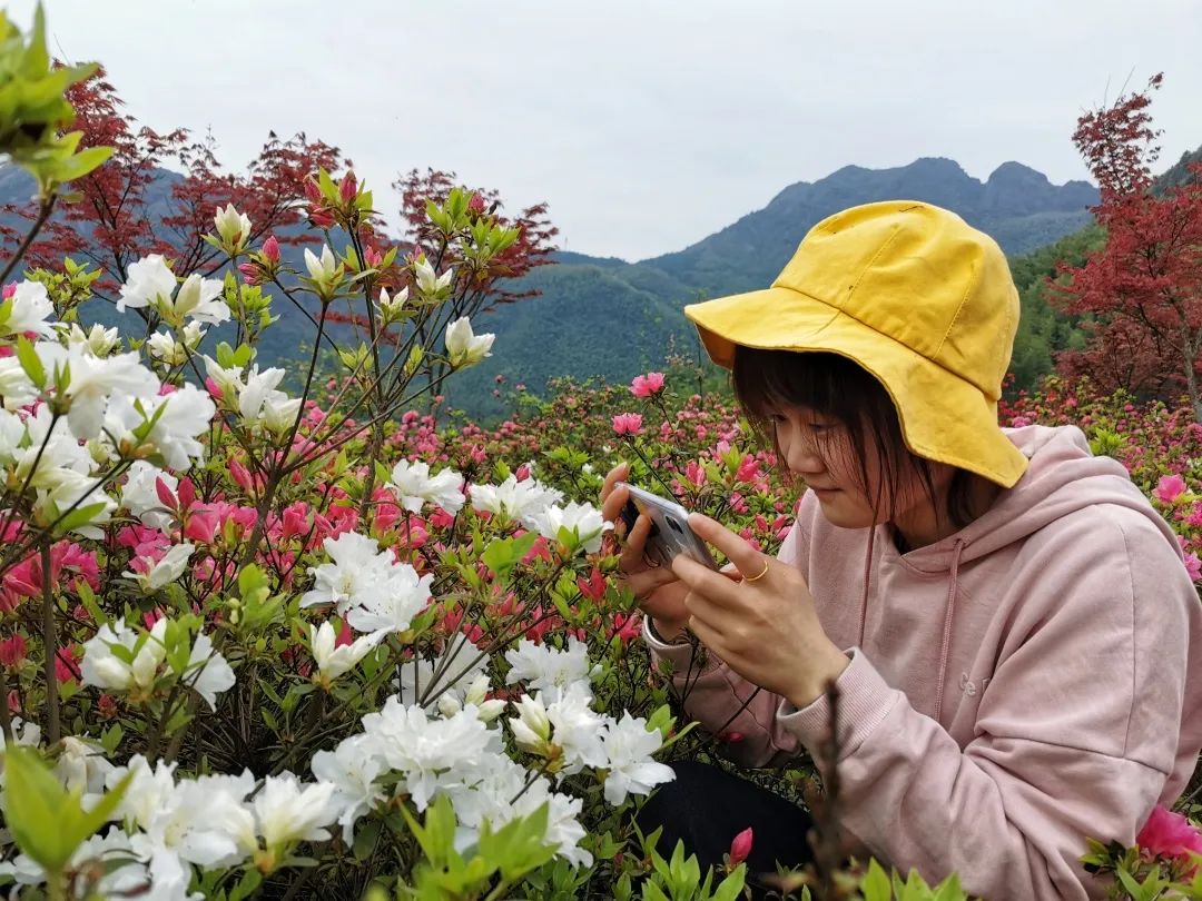 遂昌小山村百畝杜鵑盛開繽紛色彩為春天而來