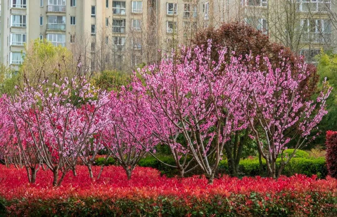 你知道吗浦东有条桃林路现在路边开满了桃花快来逛逛吧