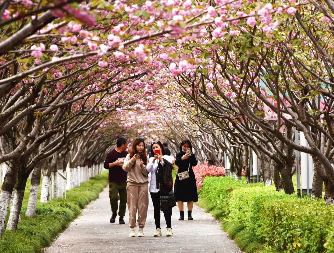 有2棵50年樹齡的櫻花王晚櫻 高東各居民區,行道路也有分散種植晚櫻 櫻