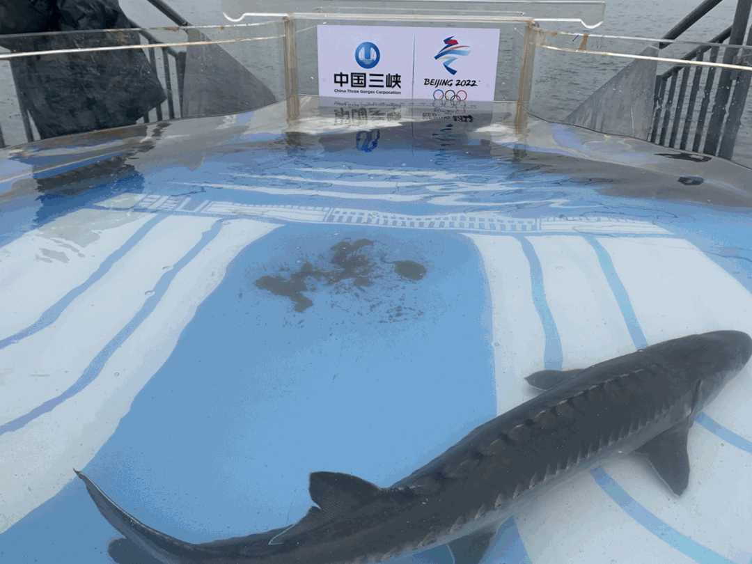 pit标和t型标它们不仅佩戴了常规的"身份证""子二代"中华鲟各8尾有