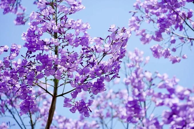 或在脚边花瓣不时散落在发梢紫色的花串随风摇曳微风吹过不规则的风铃