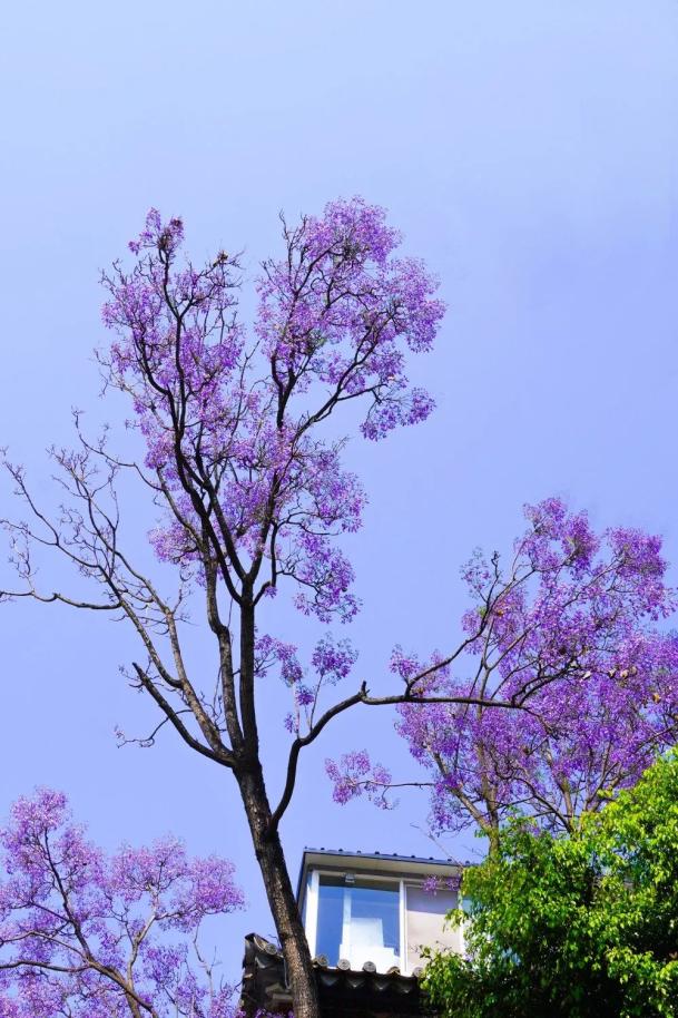 浪漫来袭蓝花楹看你把建水美成啥样了