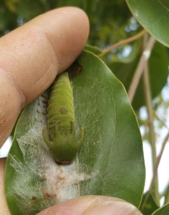 白带螯蛱蝶charaxes bernardus (fabricius)是鳞翅目蛱蝶科螯蛱蝶属.