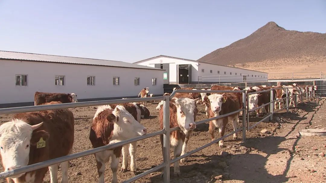 蒙古文扎鲁特旗发展牛产业推动现代畜牧业高质量发展