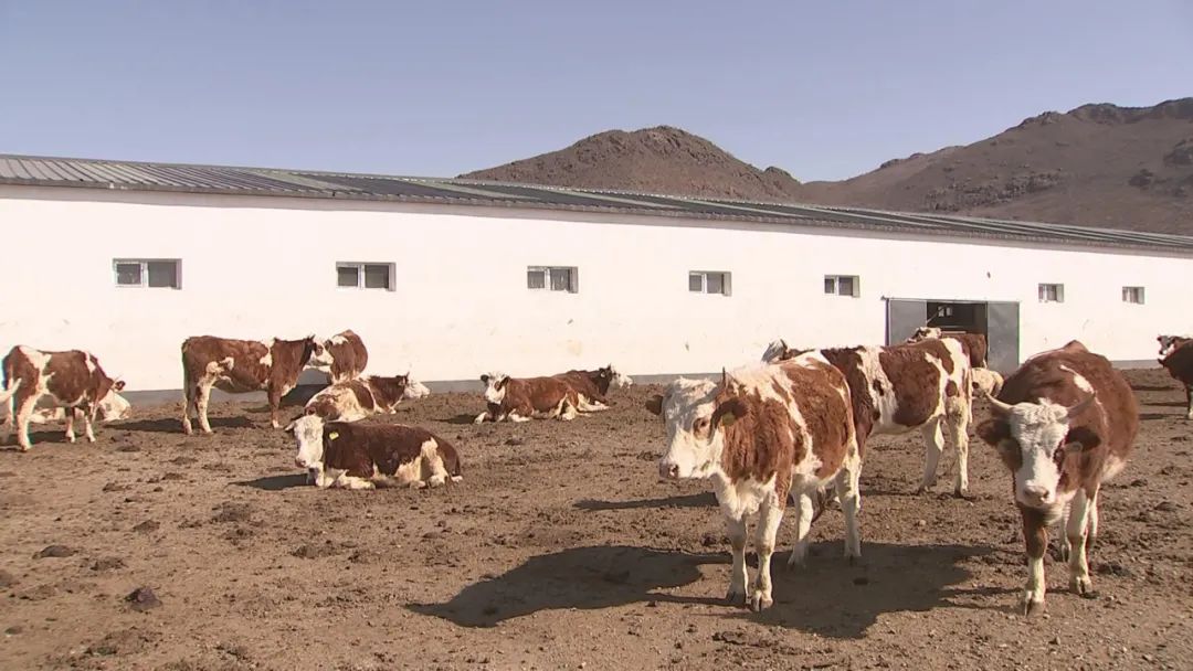 蒙古文扎鲁特旗发展牛产业推动现代畜牧业高质量发展