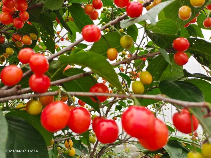 樱桃红了"启动仪式将走进白酒之乡,水果之乡同山镇好美诸暨春季旅游节