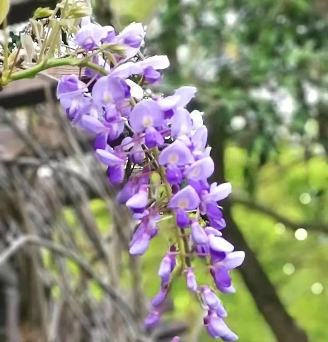 盛放出紫色的花朵於花架簷角間醉白池內的紫藤圖片來源/上海辰山植物