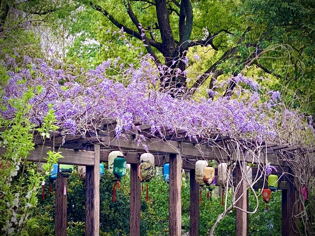 松江的紫藤花開了這些地方可賞