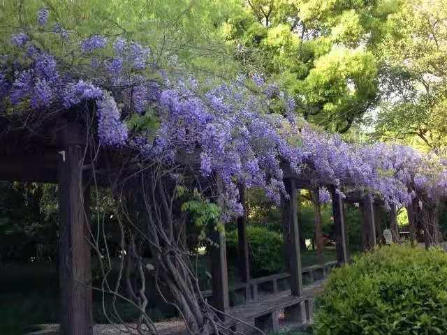 松江的紫藤花開了這些地方可賞